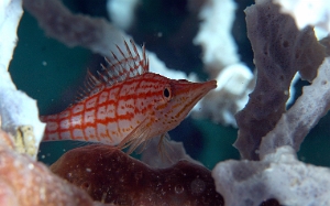 North Sulawesi-2018-DSC04172_rc- Longnose hawkfish - Poisson faucon a damier - Oxycirrhites typus